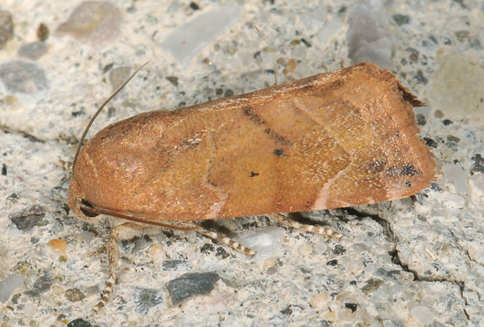 Cosmia affinis cf - Cosmia (Umia) affinis